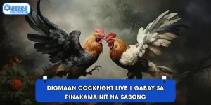 Digmaan cockfight live | Gabay sa Pinakamainit na Sabong