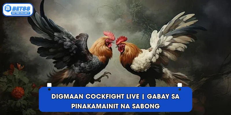Digmaan cockfight live | Gabay sa Pinakamainit na Sabong