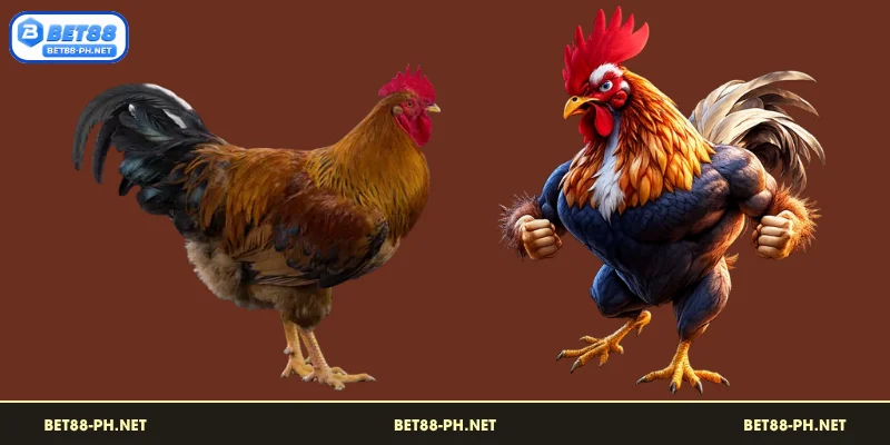 Pagsusuri batay sa datos na ibinigay ng BET88